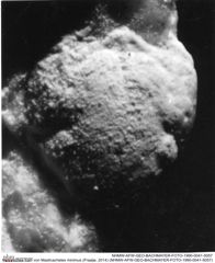 Historisches Foto von Masticacheles minimus (Fraaije, 2014) (NHMW-AFW-GEO-BACHMAYER-FOTO-1990-0041-5057)